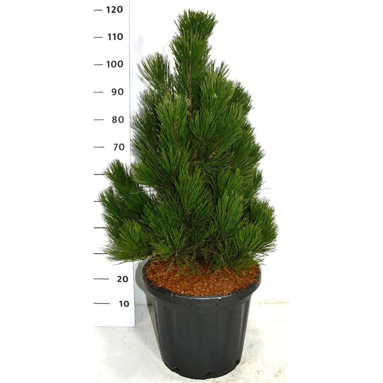 Svartbarrtall – Pinus heldreichii 'Little Dracula' - C25 80-90 CM